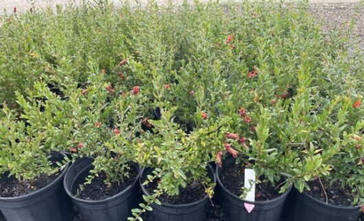 Punica 'Dwarf' Pomegranate 8" Pot