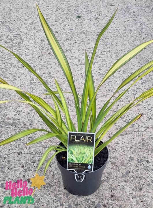 Hello Hello Plants Phormium Flair 6in pot