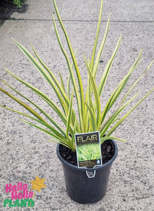 Hello Hello Plants Phormium Flair 8in pot