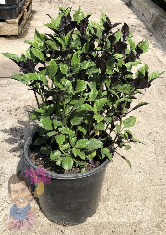 Plectranthus 'Mona Lavender' 10" Pot