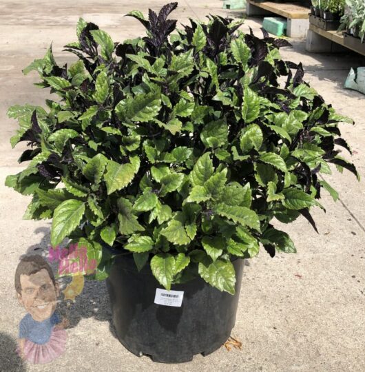 Plectranthus 'Mona Lavender' 13" Pot