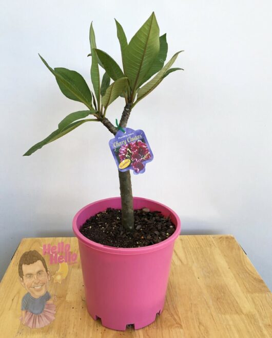 Plumeria 'Cherry Clusters' Frangipani 8'' Pot