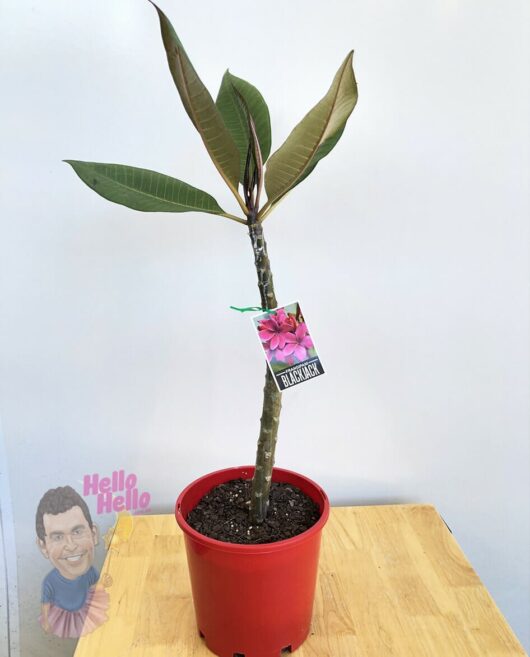 Plumeria 'Blackjack' Frangipani 8" Pot