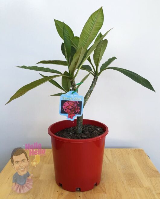 Plumeria 'Darwin Blood' Frangipani 8" Pot