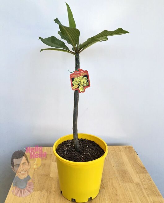 Plumeria 'Darwin Yellow' Frangipani 8" Pot