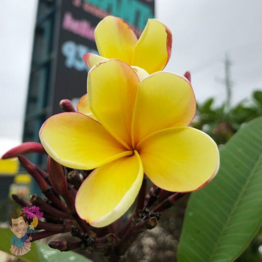 Plumeria 'Frangipani' Assorted 1.5m 16" Pot