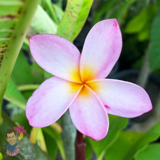 Plumeria 'Frangipani' Assorted 1.5m 16" Pot