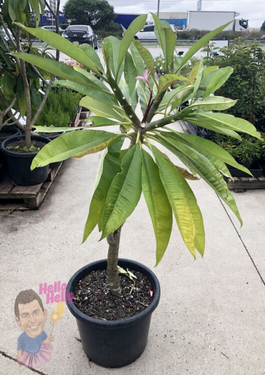 Plumeria 'Frangipani' Assorted 1.5m 16" Pot