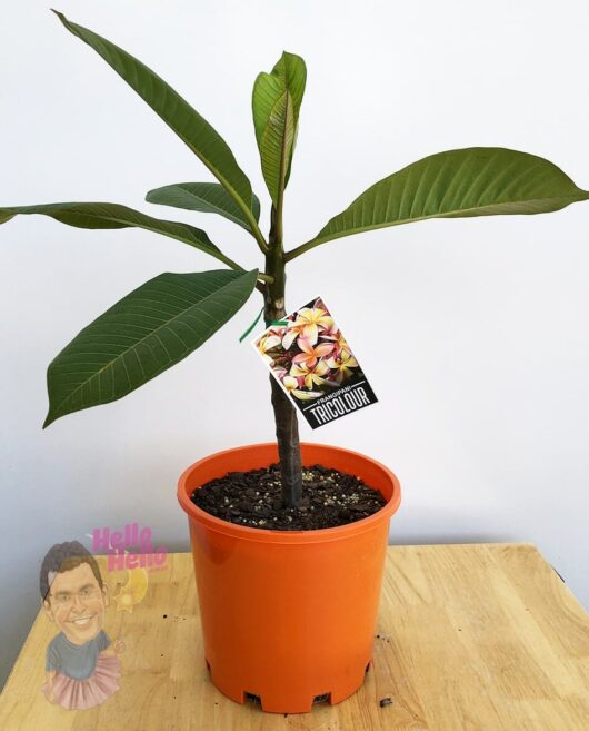 Plumeria 'Tricolour' Frangipani 8" Pot