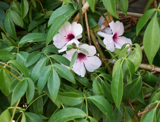 Pandorea 'Bower of Beauty' 8" Pot