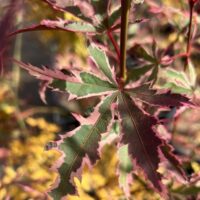 Acer 'Butterfly' Japanese Maple