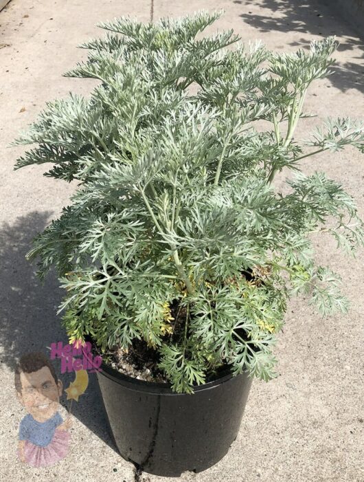 Hello hello plants Artemisia 'Powis Castle' Wormwood