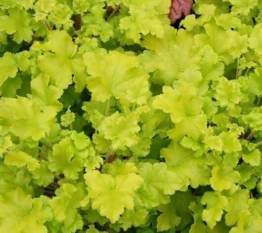 Heuchera 'Lime Marmalade' Coral Bells 6" Pot