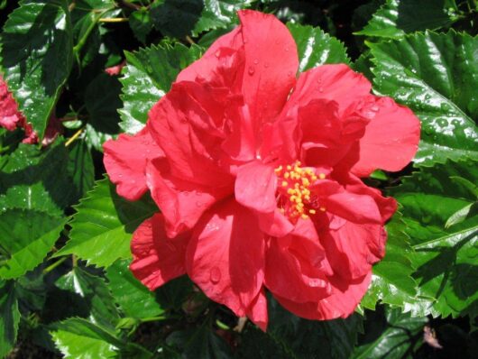 A close-up of the Hibiscus 'Sabrina' flower with red double petals adorned with rain droplets, thriving in an 8" pot and surrounded by lush green leaves.