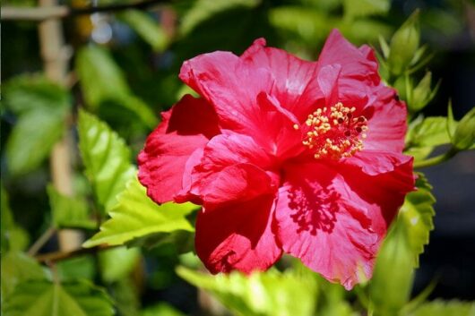 Hibiscus 'Sabrina' 8" Pot