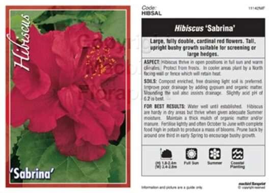 Hibiscus 'Sabrina' 8" Pot