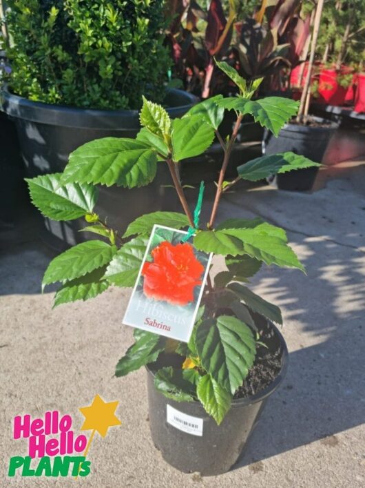 Hibiscus 'Sabrina' 8" Pot