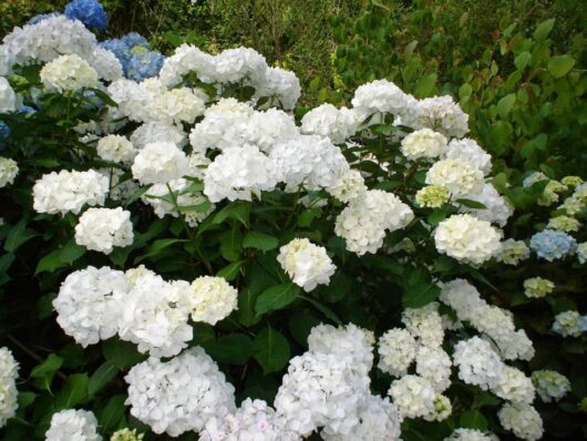 Hydrangea 'Bridal Bouquet'