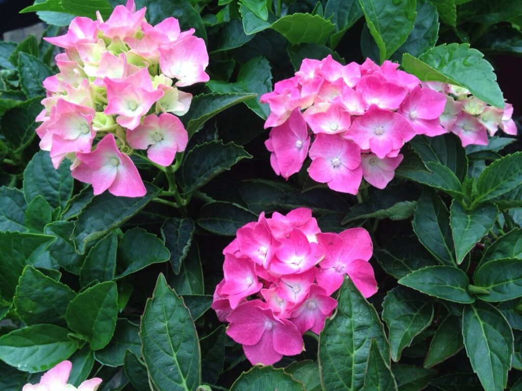 Hydrangea macrophylla 'Piamina' 6'' Pot - Hello Hello Plants & Garden