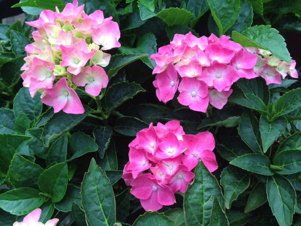 Hydrangea macrophylla 'Piamina' 6'' Pot - Hello Hello ...