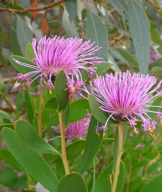 Isopogon 'Pink Coneflower' 6" Pot