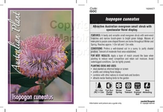 Isopogon 'Pink Coneflower' 6" Pot