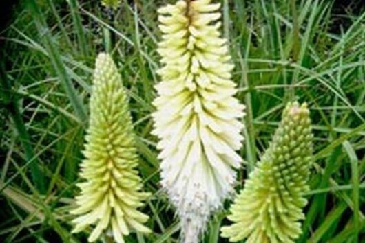 Kniphofia 'Ice Queen' 6" Pot