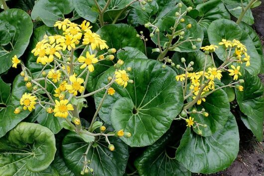 Ligularia 'Tractor Seat' 8" Pot