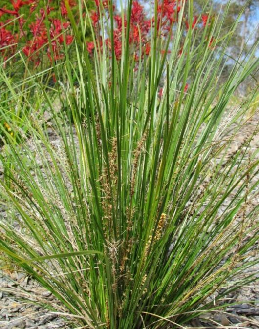 Lomandra 'Verday™' 6" Pot