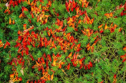 Lotus berthelotii Red Trailing Lotus or Parrot's Beak trailing groundcover creeping wuth blue green foliage