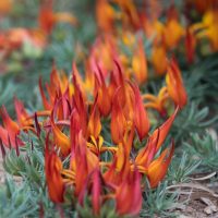 Lotus berthelotii Red Trailing Lotus or Parrot's Beak blue grey foliage creeping on dirt and bark