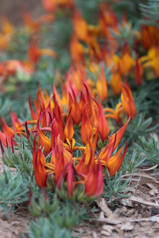 Lotus berthelotii Red Trailing Lotus or Parrot's Beak blue grey foliage creeping on dirt and bark