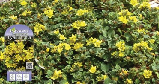Lysimachia 'Midnight Sun' 6" Pot