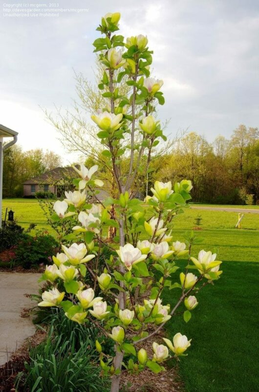 Magnolia 'Sunsation' 13" Pot