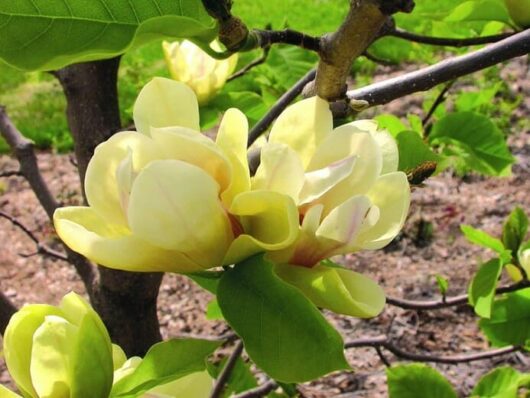 Magnolia 'Sunsation' 13" Pot