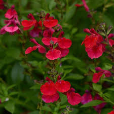 The 6" pot of Salvia Mirage™ 'Cherry Red' showcases a vibrant display with bright pink and cherry red flowers set against lush green leaves.