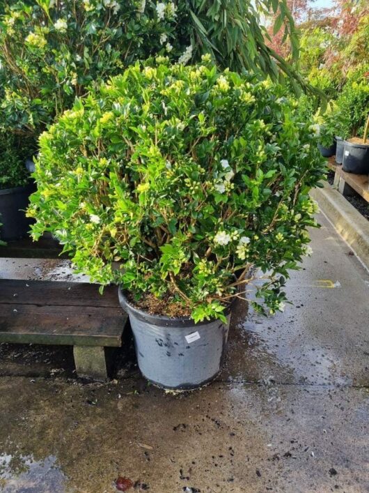 Murraya 'Orange Jessamine' 20" Pot