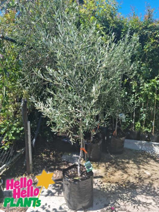 Olea europaea Olive californian queen UC13A6