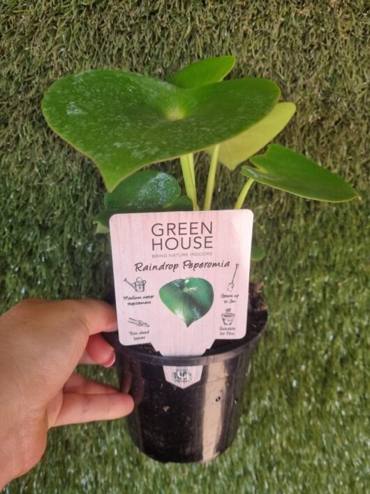 Peperomia 'Raindrop/Coin Leaf' 5" Pot