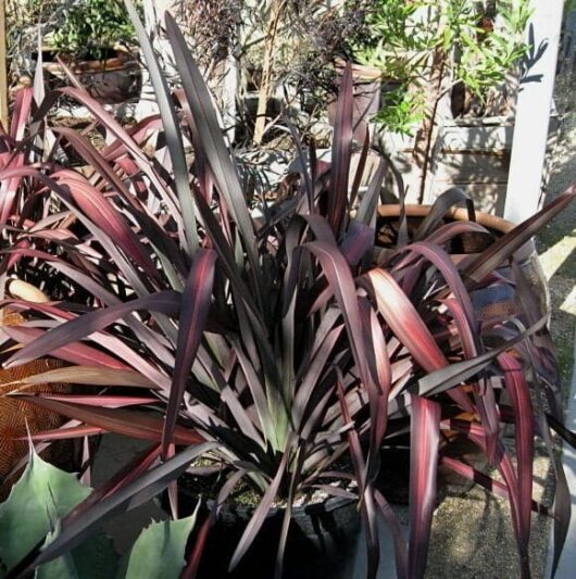 Phormium 'Dazzler' Flax 6" Pot