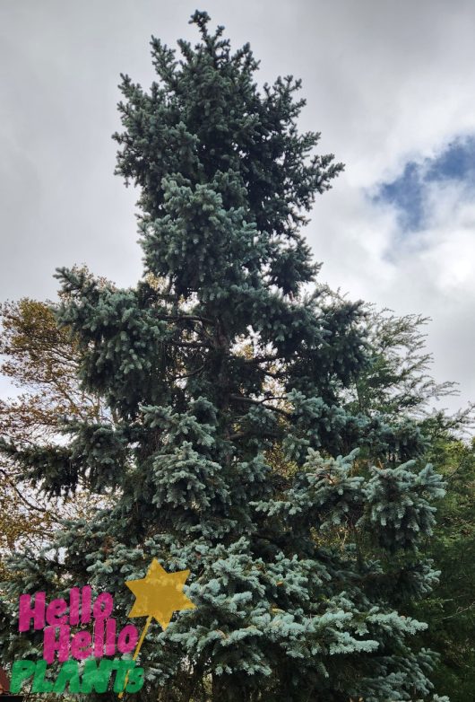 Picea 'Blue Spruce'