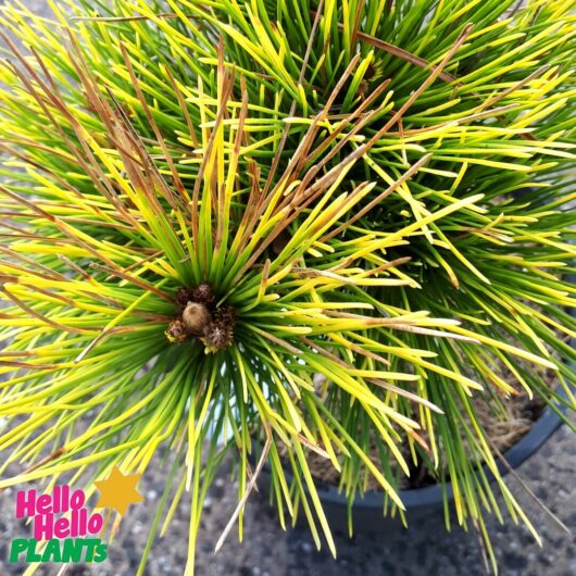 Hello Hello Plants Nursery Campbellfield Melbourne Victoria Australia Pinus mugo 'Aurea' Dwarf Golden Mountain Pine 8 inch pot foliage