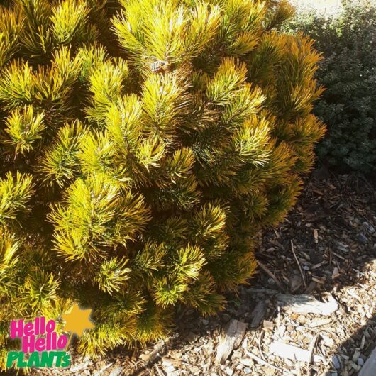 Hello Hello Plants Nursery Campbellfield Melbourne Victoria Australia Pinus mugo 'Aurea' Dwarf Golden Mountain Pine Bush