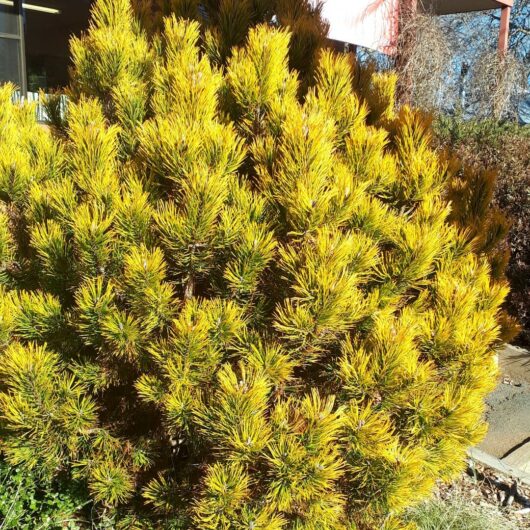 Hello Hello Plants Nursery Campbellfield Melbourne Victoria Australia Pinus mugo 'Aurea' Dwarf Golden Mountain Pine Bush