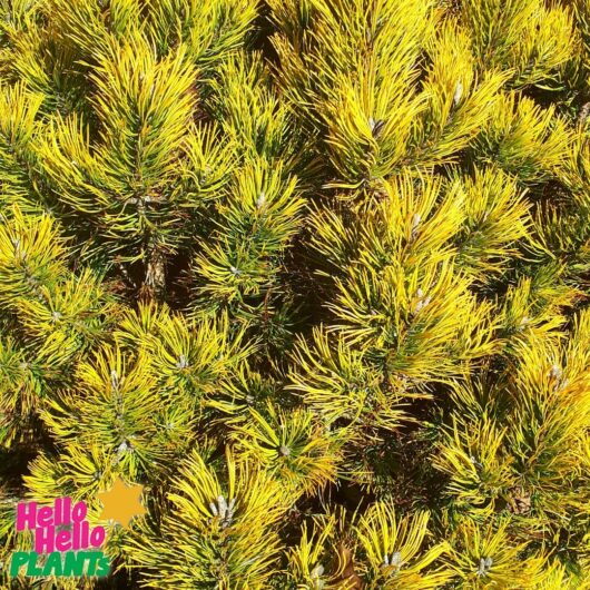 Pinus 'Amber Gold' 13" Pot