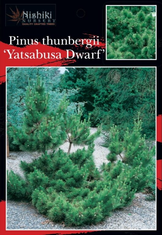 Pinus 'Yatsubusa' Black Pine