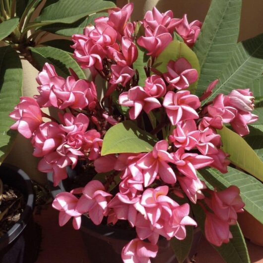 Plumeria 'Cherry Clusters' Frangipani 8'' Pot