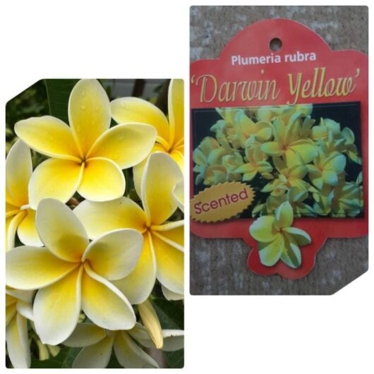 Plumeria 'Darwin Yellow' Frangipani 8" Pot