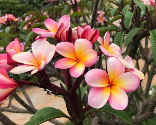 Plumeria 'Tricolour' Frangipani 8" Pot