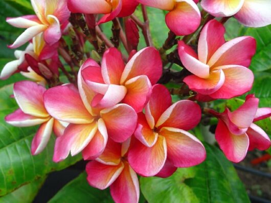 Plumeria 'Tricolour' Frangipani 8" Pot